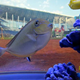 Illustration for article titled The Marlins Are Testing The Safety Of Their Fish Tank By Throwing Baseballs At It